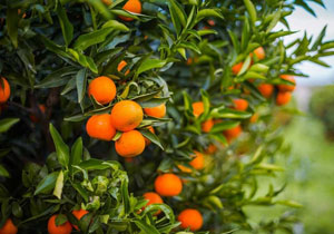 Mandarines, Organic, BULK, Lebanon