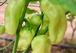 Oro Sweet peppers